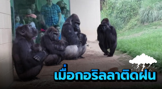 กอริลลา