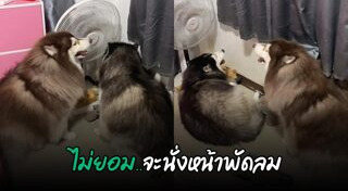 ไซบีเรียน ฮัสกี้