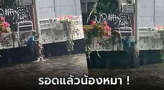 ช่วยหมา