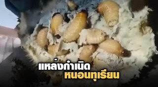 ผลไม้เมืองร้อน