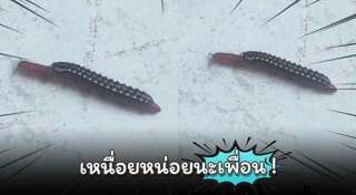 กิ้งกือ