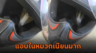 งูเข้ารถ