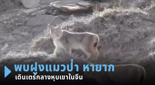 สัตว์ป่าสงวน