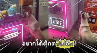 หมาน่ารัก