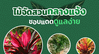 ต้นไม้ปลูกกลางแจ้ง