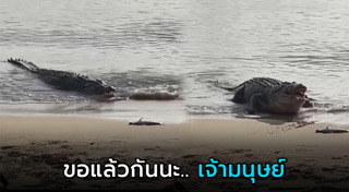 จระเข้น้ำเค็ม