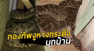 งูหางกระดิ่ง