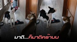 แมว