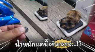 แมวอ้วน