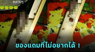 อึ่งอ่าง