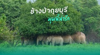 ช้างป่า