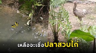 ปลาช่อน