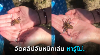 ปลาหมึกพิษ