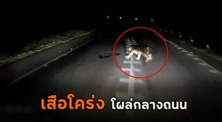 เสือโคร่ง