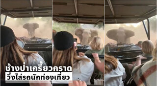 ช้างตกมัน