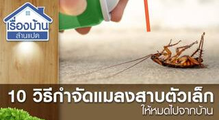 วิธีไล่แมลงสาบ