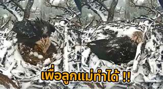 นกอินทรี