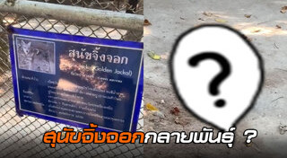 สุนัขจิ้งจอก