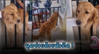 โกลเด้น รีทรีฟเวอร์