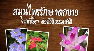 ตกขาว