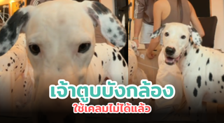 หมาน่ารัก