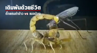 แมงป่อง