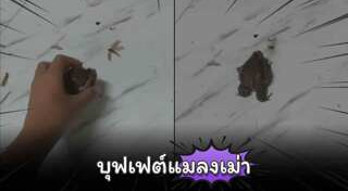 อึ่งอ่าง