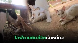 แมวเซเลบ