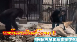 ชิมแปนซี