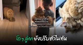 แมวอ้วน