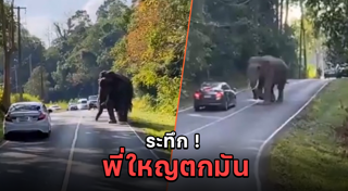 ช้างตกมัน