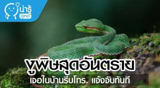 งูเขียวหางไหม้