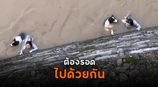 ช่วยหมา