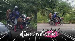 ลิงแกล้งคน