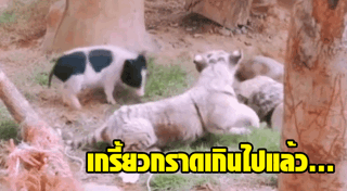 เสือขาว