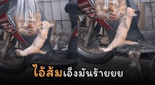 แมวตลก
