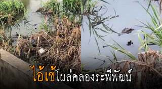 จระเข้หลุดจากฟาร์ม