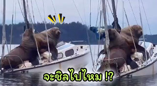 สิงโตทะเล