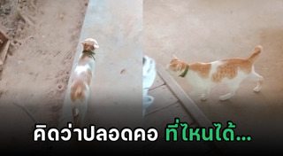 แมวไทย