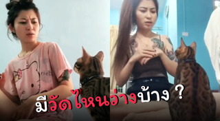 คนกับแมว