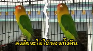 นกประหลาด