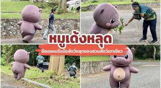 หมูเด้ง เขาเขียว