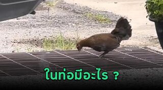 ตกท่อระบายน้ำ