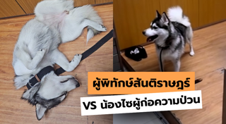ไซบีเรียน ฮัสกี้