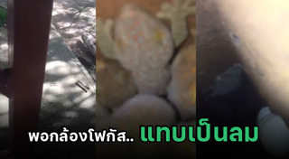 ตุ๊กแกยักษ์