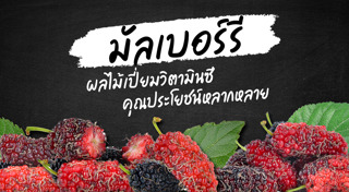 มัลเบอร์รี