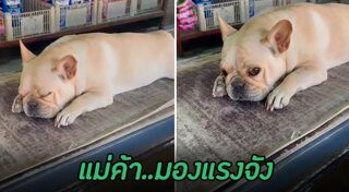 สุนัขพิตบูล