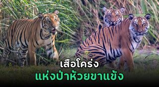 เสือโคร่ง