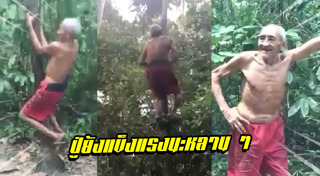 ปีนต้นไม้