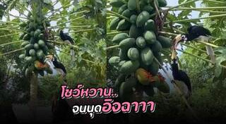 สัตว์ป่าคุ้มครอง